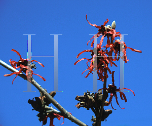 Picture of Hamamelis x intermedia 'Diana'