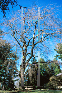 Picture of Prunus subhirtella 'Pendula'