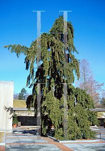 Picture of Picea abies 