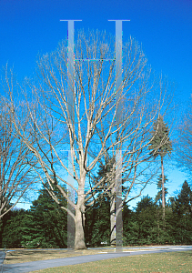 Picture of Quercus muehlenbergii 