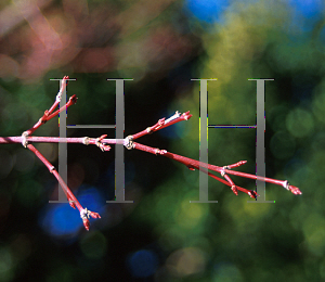 Picture of Acer palmatum 'Sango kaku'