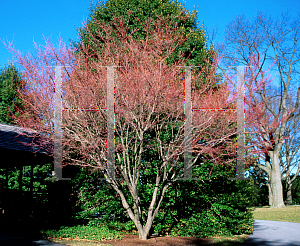 Picture of Acer palmatum 'Sango kaku'