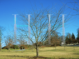 Picture of Prunus x yedoensis 