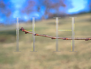 Picture of Prunus x yedoensis 