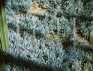 Picture of Senecio serpens 