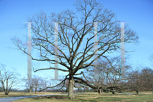 Picture of Quercus bicolor 