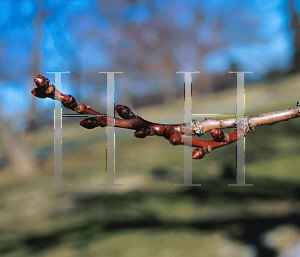 Picture of Prunus serrulata 'Ojochin'