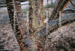 Picture of Syringa pekinensis 