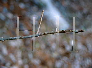 Picture of Chionanthus virginicus 