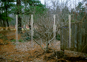 Picture of Chionanthus virginicus var. maritimus 