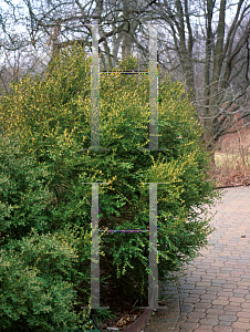 Picture of Buxus microphylla var. koreana 