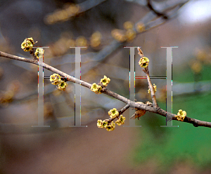 Picture of Hamamelis virginiana 