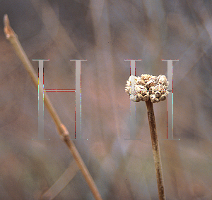 Picture of Viburnum x carlcephalum 