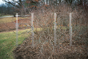 Picture of Cephalanthus occidentalis 