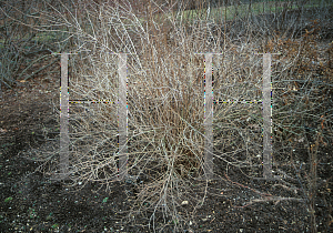 Picture of Philadelphus x virginalis 'Minnesota Snowflake'