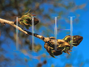 Picture of Liquidambar formosana 