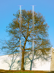 Picture of Liquidambar formosana 