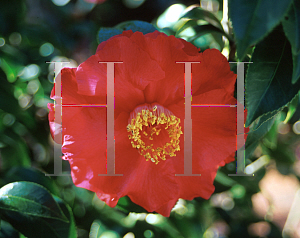 Picture of Camellia japonica 