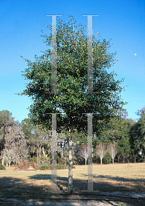 Picture of Quercus virginiana 