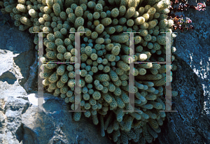Picture of Mammillaria elongata 