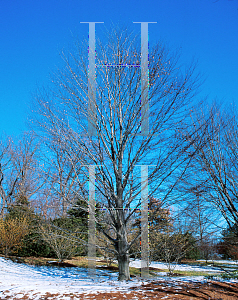 Picture of Fagus sylvatica 'Atropunicea (Purpurea)'