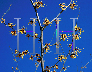 Picture of Hamamelis x intermedia 'Luna'