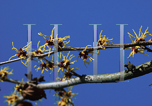 Picture of Hamamelis mollis 'Pallida'