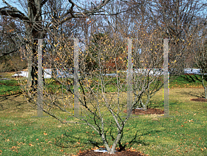 Picture of Hamamelis x intermedia 'Arnold's Promise'