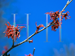 Picture of Hamamelis x intermedia 'Ruby Glow'