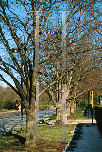 Picture of Cercidiphyllum japonicum 