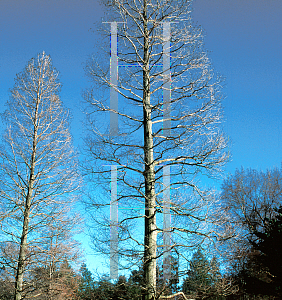 Picture of Taxodium distichum 