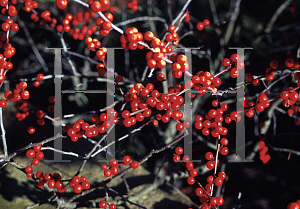 Picture of Ilex verticillata 'Winter Red'