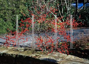 Picture of Ilex verticillata 'Winter Red'