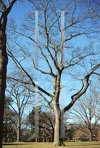 Picture of Quercus shumardii 