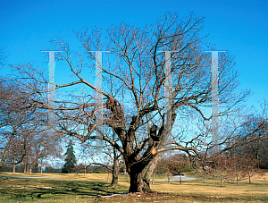 Picture of Prunus serrulata 'Ojochin'