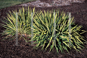 Picture of Yucca filamentosa 'Golden Sword'