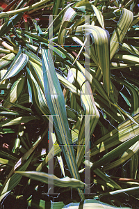 Picture of Yucca filamentosa 'Golden Sword'