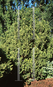 Picture of Chamaecyparis obtusa 'Rigid Dwarf'