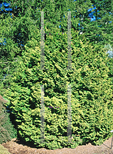 Picture of Chamaecyparis obtusa 'Kosteri'