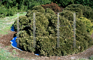 Picture of Thuja occidentalis 'Hetz's Midget'