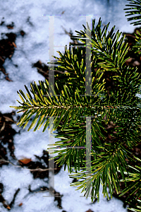 Picture of Abies nordmanniana 'Lowry'