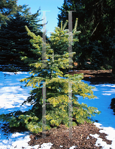 Picture of Abies nordmanniana 'Lowry'