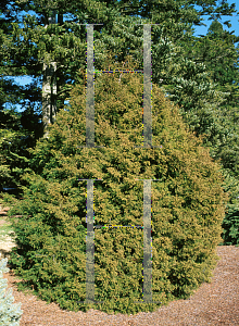 Picture of Chamaecyparis obtusa 'Coralliformis'