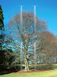 Picture of Fagus grandifolia 