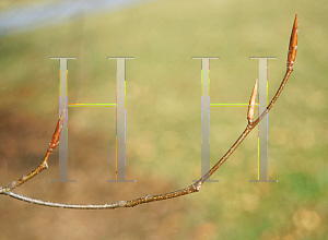 Picture of Fagus grandifolia 