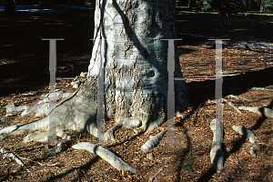 Picture of Fagus grandifolia 