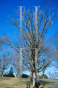 Picture of Quercus macrocarpa 