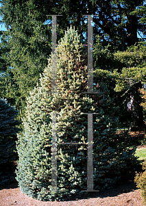 Picture of Abies lasiocarpa ssp. arizonica 'Compacta'