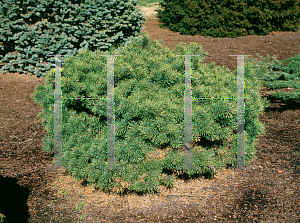 Picture of Pinus sylvestris 'Saxafilis'