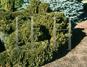 Picture of Thuja occidentalis 'Globosa Rheindiana'